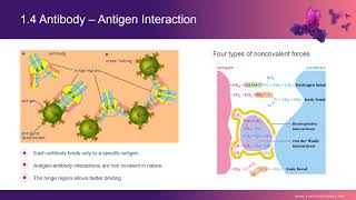 Recombinant Antibody Overview I — Creative Biolabs [upl. by Kara-Lynn844]