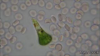 Comparing Microorganism Size Under the Microscope [upl. by Harald]