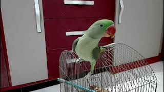 Beautiful Alexandrine Parrot Talking  Mithu [upl. by Nylhtac409]