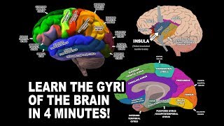 GYRI OF THE BRAIN  LEARN IN 4 MINUTES [upl. by Janie479]