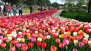 Tulips in Spring  Keukenhof garden Netherlands [upl. by Wenda]