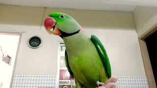 Handsome Alexandrine Parrot  Talking Parrot [upl. by Katharyn]