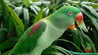 Alexandrine Parrot Natural Voice [upl. by Ruhtra]