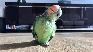 Baby Alexandrine Parrot Parakeet Bird Growth 3 weeks to 7 months [upl. by Eloise568]