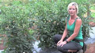 Pruning and Staking Tomatoes  Perfect Techniques [upl. by Persian]