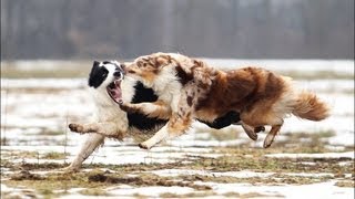 Power of the Border Collie [upl. by Savvas]