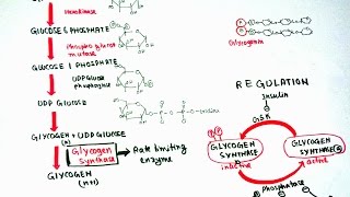 Glycogenesis [upl. by Gladys]