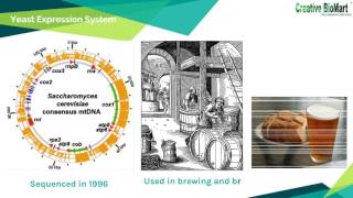 Recombinant Protein and Its Expression Systems [upl. by Walworth]