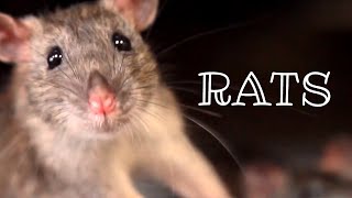 Rats 🐀 Urban Wildlife  Animal Science [upl. by Gaves483]