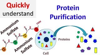 Protein Purification [upl. by Harol482]