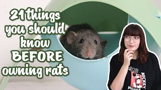 21 things you should know before owning rats [upl. by Eiliah891]