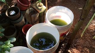 How to grow Green Water Algae [upl. by Nioe]