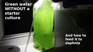 Green Water WITHOUT a Starter Culture  From Scratch  How To [upl. by Rankin713]