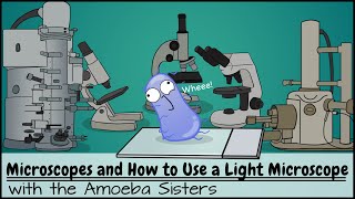 Microscopes and How to Use a Light Microscope [upl. by Merv149]