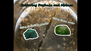 How To Culture Daphnia and Moinas using Green Water Spirulina powder [upl. by Araas]