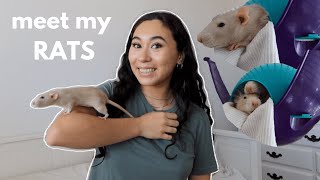 MEET MY PET RATS rat update  fancy rat care for beginners [upl. by Luapnaej]