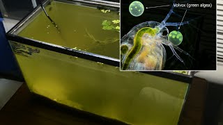 Raising Daphnia for the Freshwater Aquarium [upl. by Oidiple456]