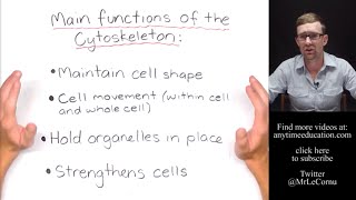 What is the Cytoskeleton [upl. by Sumahs]