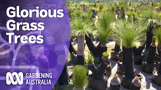 Grass trees – care tips and cultural knowledge from three Xanthorrhoea experts  Gardening Australia [upl. by Divadnoj497]