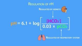 AcidBase Regulation Henderson Hasselbach Equation [upl. by Squier]