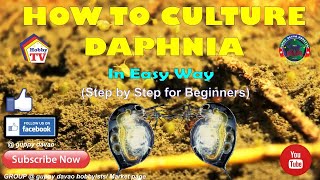 HOW TO CULTURE DAPHNIA In Easy Way [upl. by Harms]