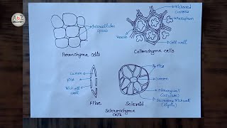 How To Draw Parenchyma Collenchyma amp Sclerenchyma Plant Tissue in simple way [upl. by Colon]