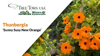 PLANT SPOTLIGHT  Thunbergia Sunny Susy New Orange [upl. by Acinoj819]